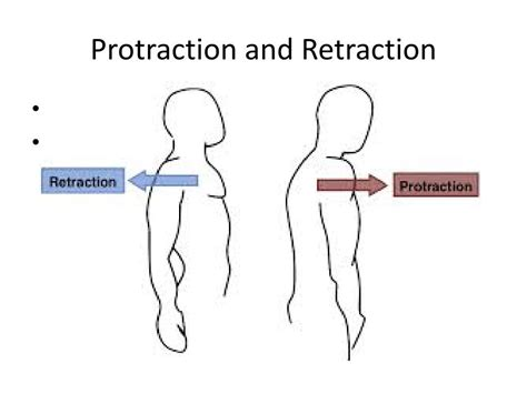 <p>Protraction is the movement of a body part anteriorly in the transverse plane. This action can be performed by the clavicles and the <mark data-color="yellow" style="background-color: yellow; color: inherit">jaw</mark>.</p>