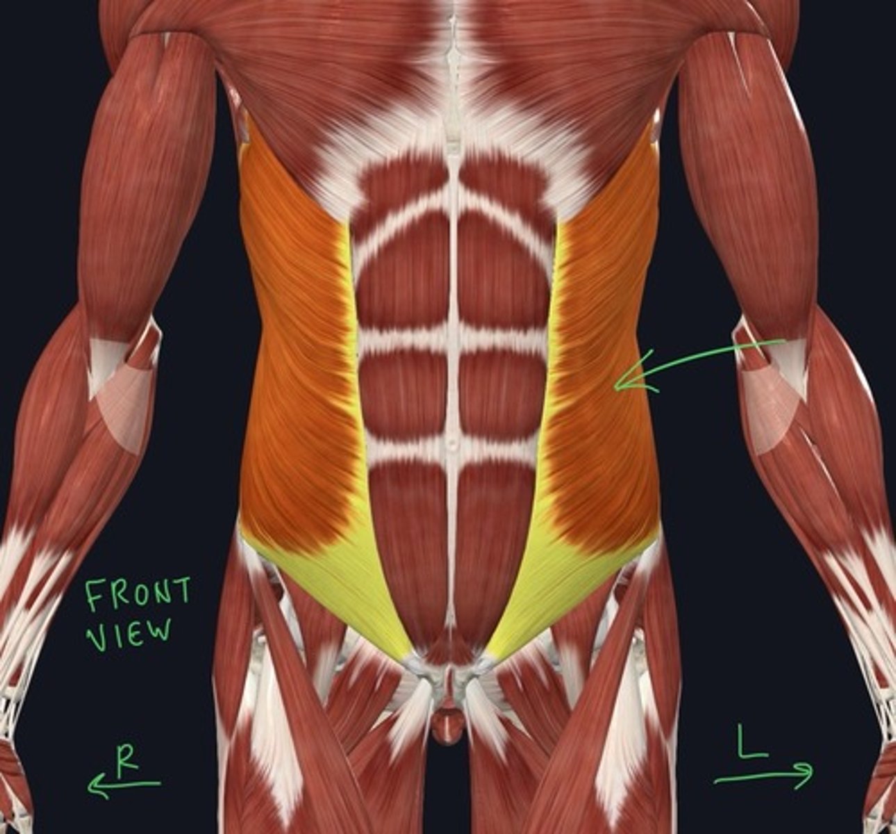 knowt flashcard image