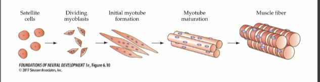 <p>satellite cells—&gt;dividing myoblasts—&gt;initial myotube formation—&gt;myotube maturation—&gt;muscle fiber</p>