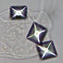<p>EnvelopeD or pyramiD shape</p>