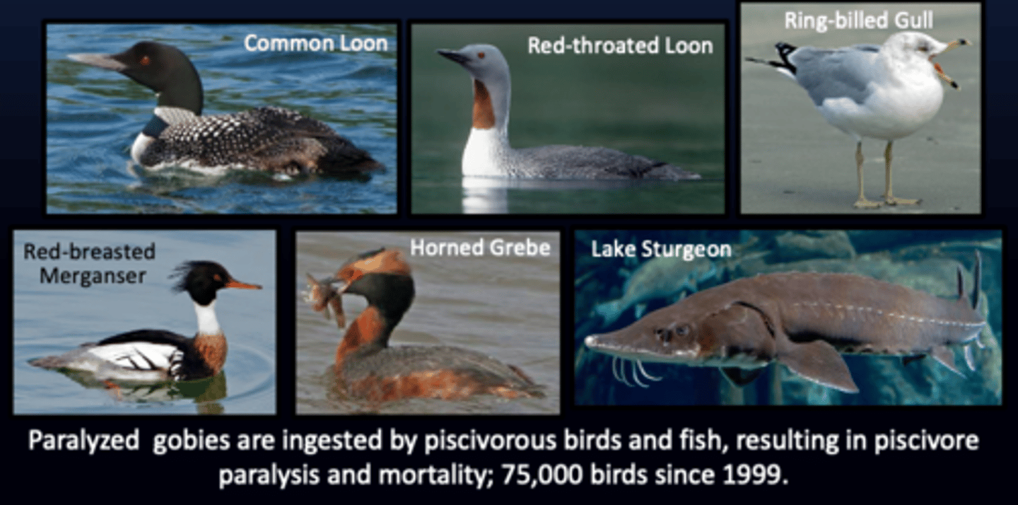 <p>fish eating</p><p>- Common Loon</p><p>- Red-throated</p><p>- Ring-bellied Gull</p><p>- Red-breasted Merganser</p><p>- Horned Grebe</p><p>- Lake Sturgeon</p>
