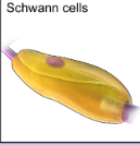 <p>What do schwann cells do and in what nervous system are they in?</p>