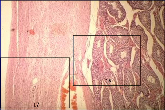 <p>Identify the structure:</p><p>Specie:</p>