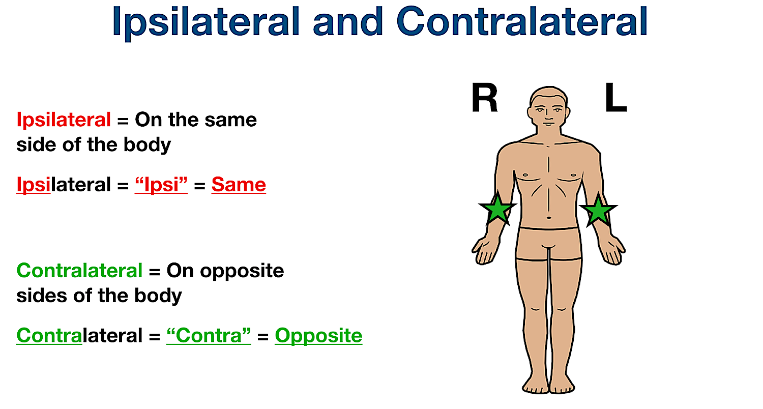 <ul><li><p>Ipsi= same side</p></li><li><p>Contra= opposite side</p></li></ul><p></p>
