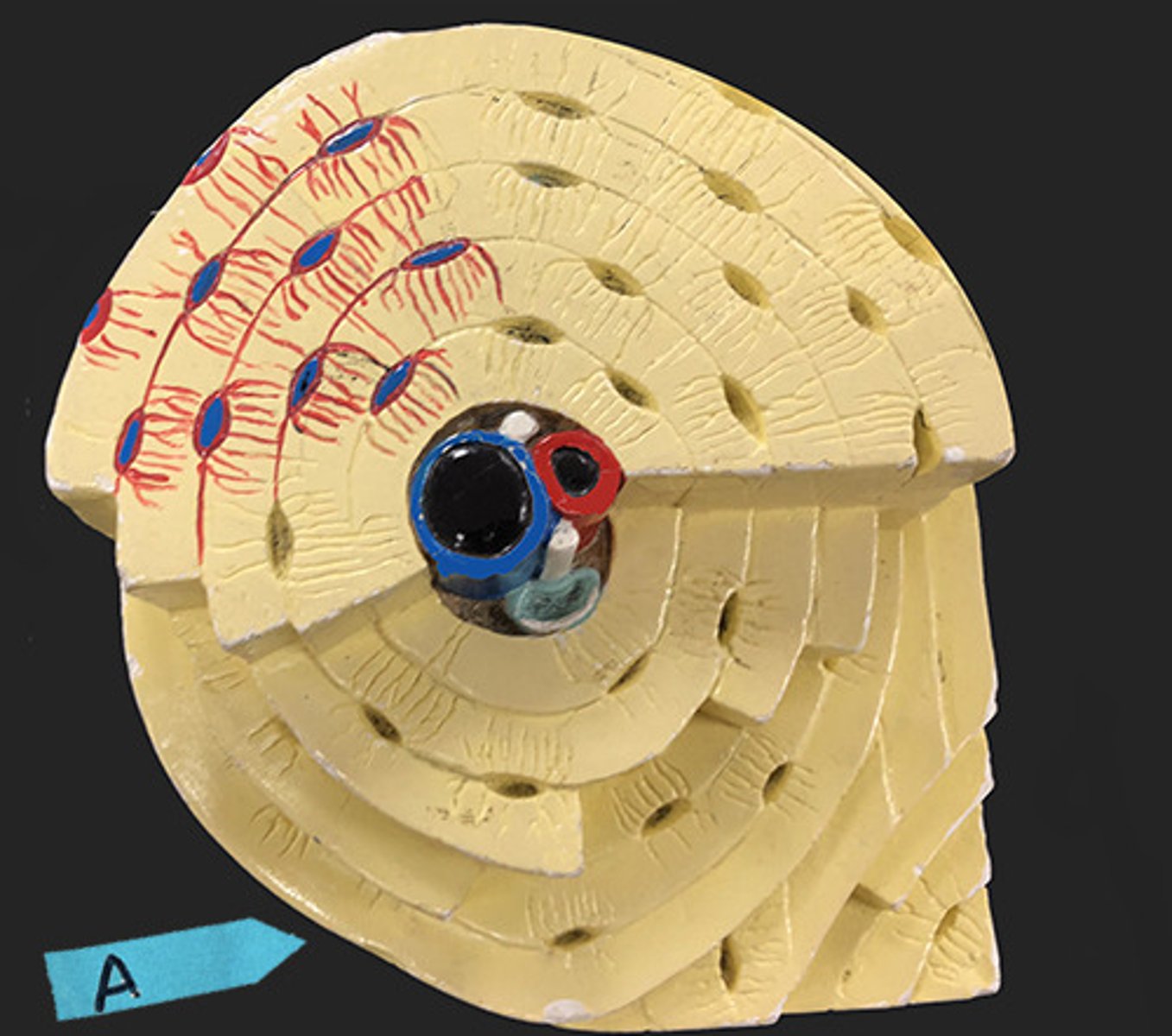 <p>Identify the entire structure</p>