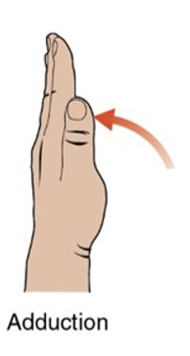 <ul><li><p>sagittal plane, frontal axis</p></li><li><p>movement of the thumb toward from the palm, returning to the starting position</p></li><li><p>ROM: 0 degrees</p></li></ul><p></p>