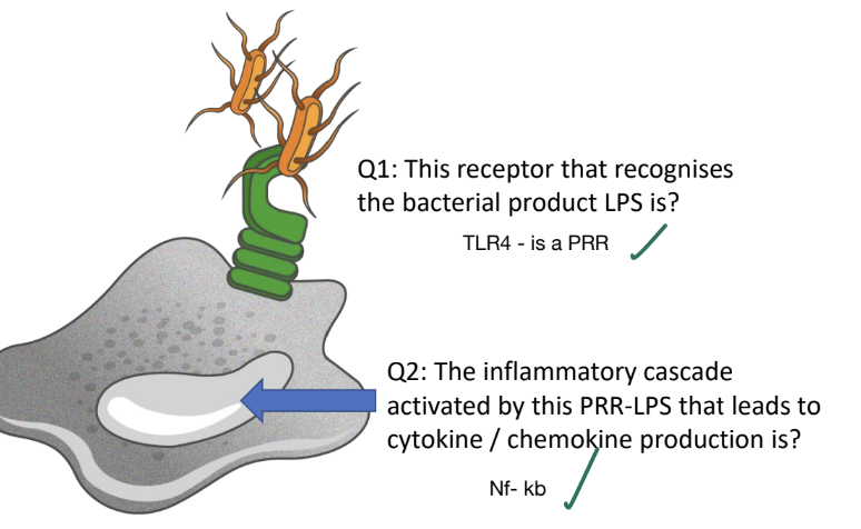 <p><strong>TLR4 - a PRR</strong></p>