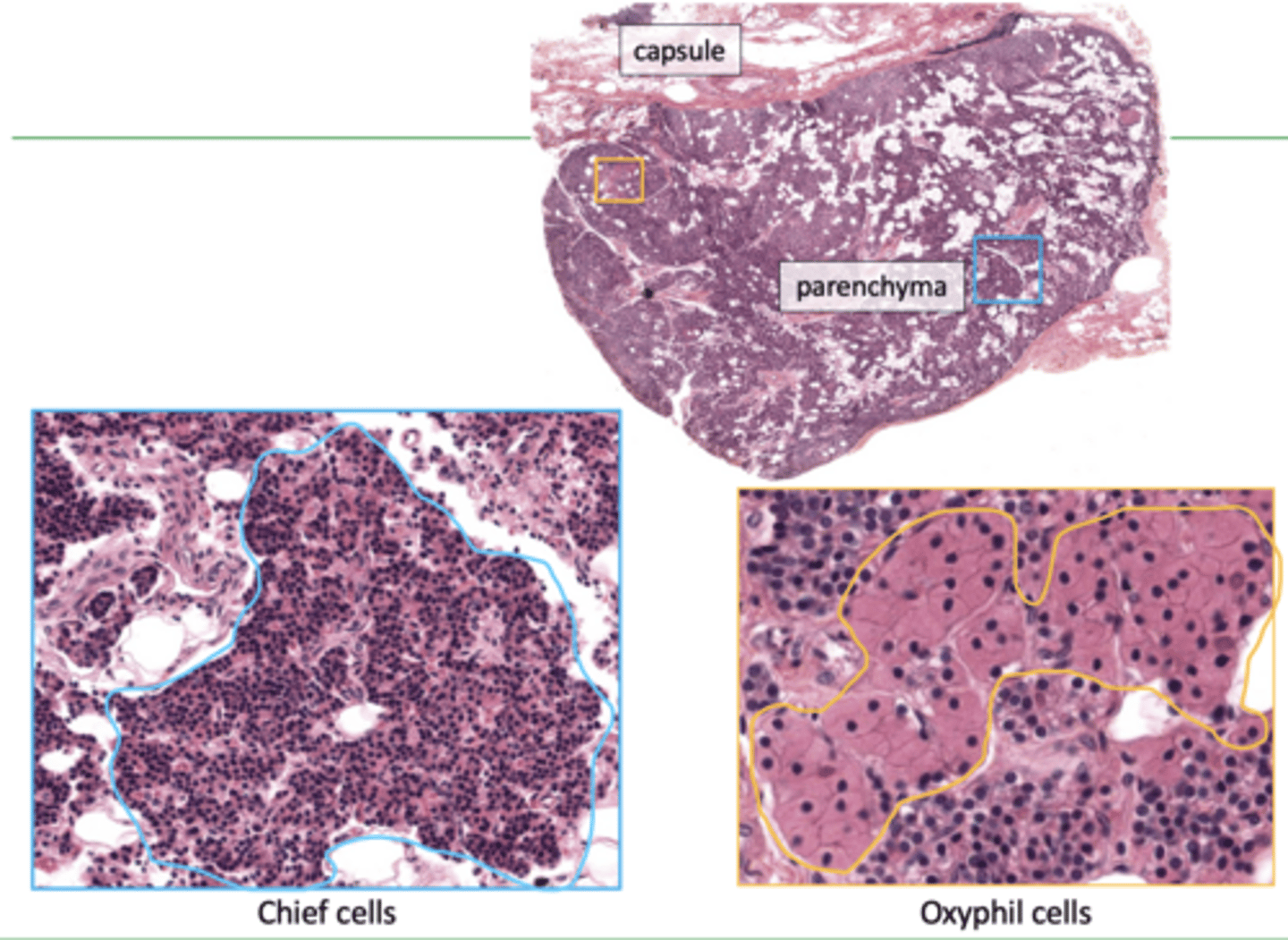 <p>parathyroid gland histology:</p>