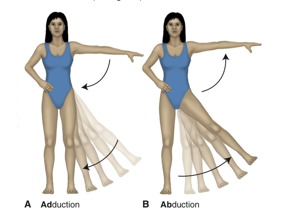 <p>movement of limb away from the body</p>