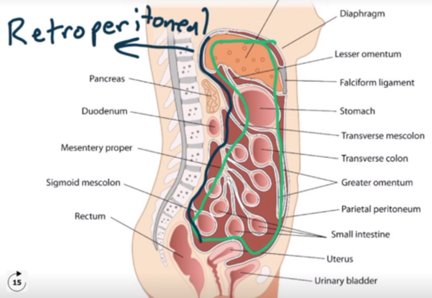 <p>The space behind the peritoneum that contains the kidneys and other structures.</p>