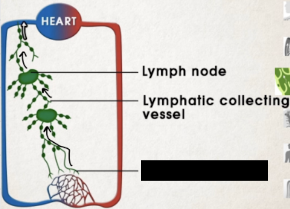 <p>similar to veins but with thinner walls, not influenced by pumping of the heart</p>
