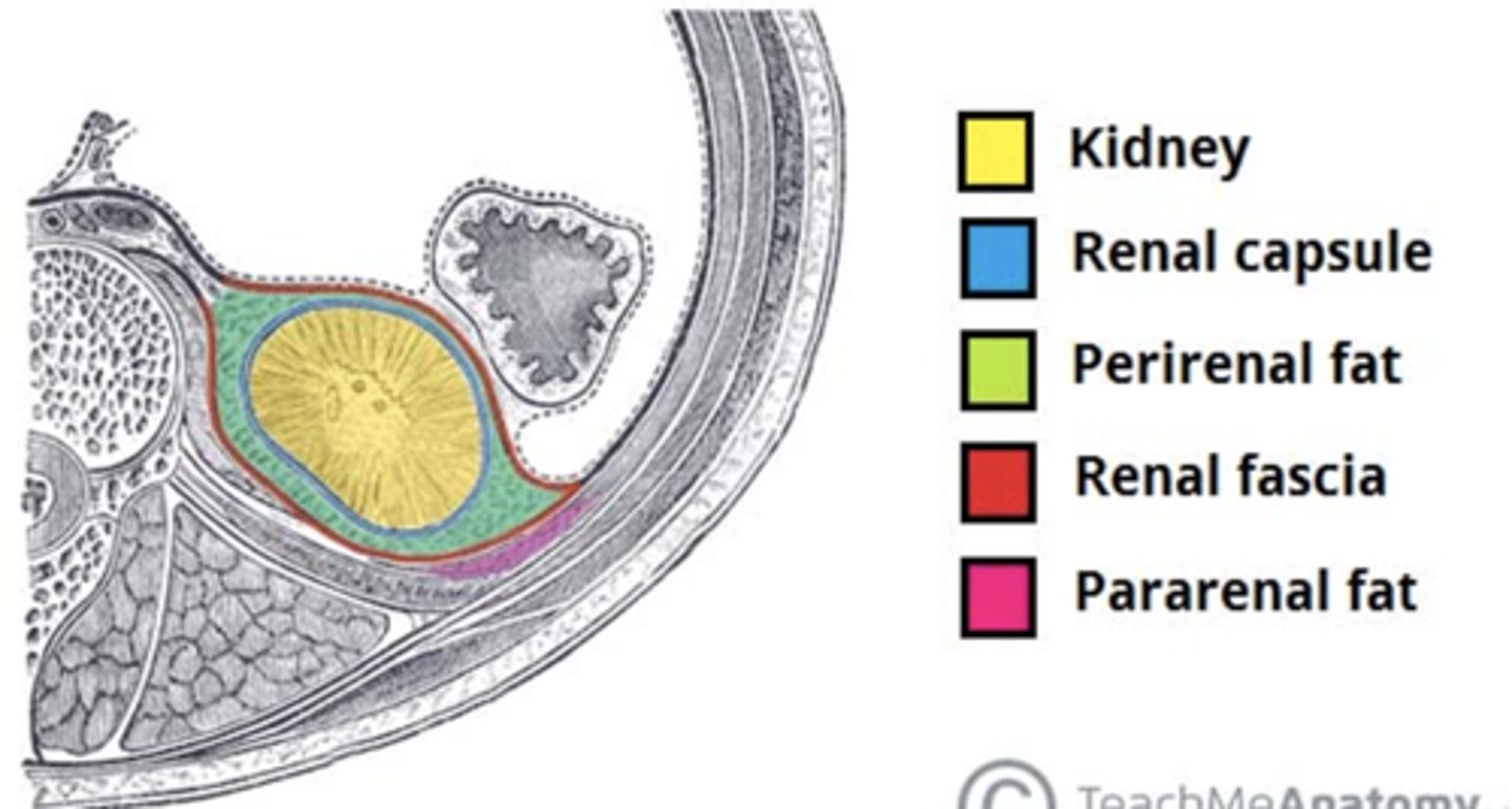 <p>What are the kidney connective tissue layers from deep to superficial?</p>