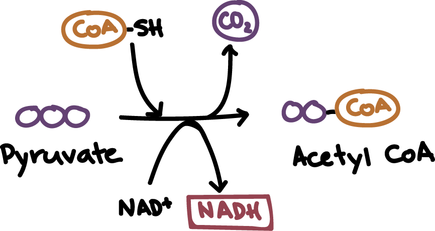 pyruvate oxidation

location: cytoplasm to mitochondrial matrix

in: pyruvate 

out: 2acetyl-CoA, NADH, CO2

\
NAD+ oxidizes the pyruvate which releases CO2

CoA attaches to the oxidized pyruvate to create acetyl-CoA

\- the CoA allows the molecule to pass through the        membrane.