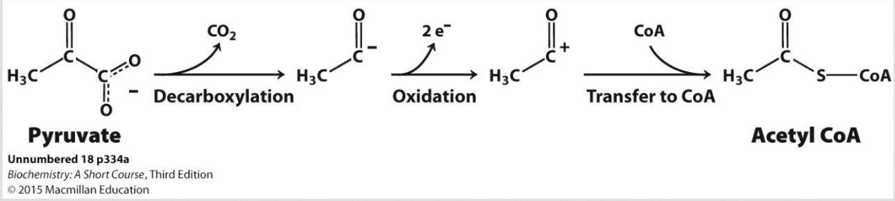 <ol><li><p>decarboxylation of pyruvate</p></li><li><p>oxidation</p></li><li><p>transfer to coA</p></li></ol><p></p>
