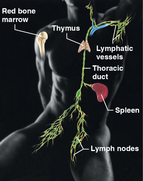 \-red bone marrow, thymus, lymphatic vessels, thoracic duct, spleen, and lymph nodes

\-picks up fluid leaked from blood vessels and returns it to blood

\-disposes of debris in lymphatic stream

\-houses white blood cells involved in immunity 