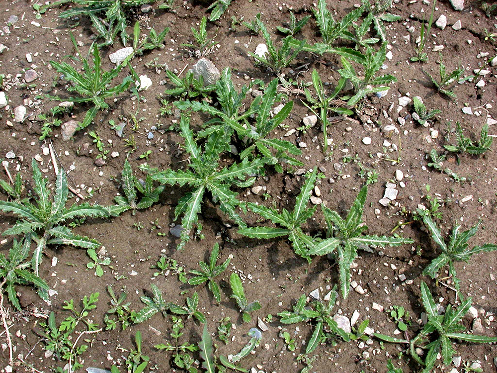 <p>Aggressive perennial 2–5 ft tall with creeping rhizomes; leaves alternate, lance-shaped with irregular lobes and wavy, spiny or toothed margins; stems usually smooth with occasional short hairs or grooves; flowers are purple/pink/white at ends of stems in clusters about ½ inch wide by ¾ inch long.</p>