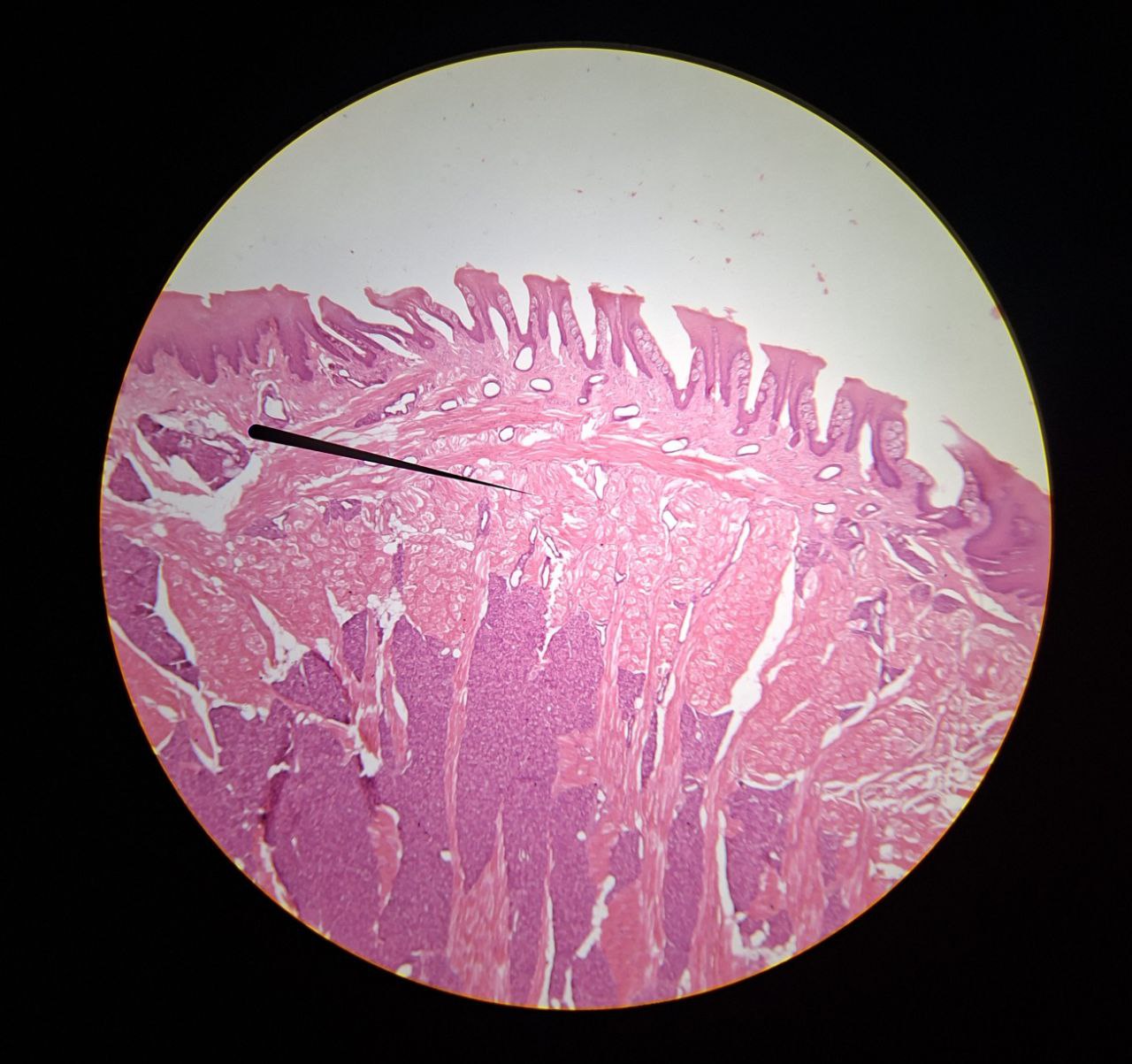 <p>Identify the tissue and mention one site</p>