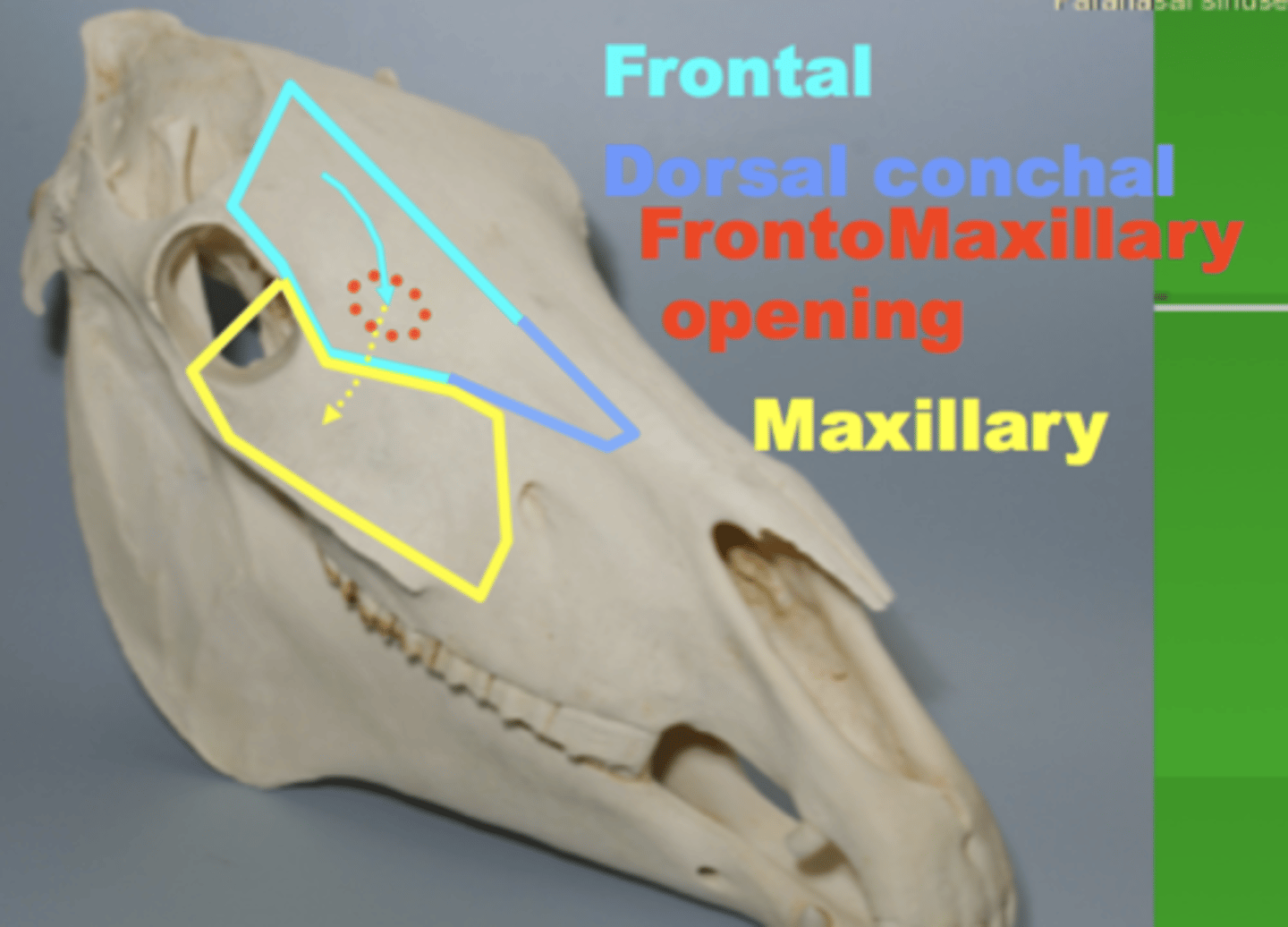 <p>maxillary branch at the maxillary foramen</p><p>-beneath eye</p>
