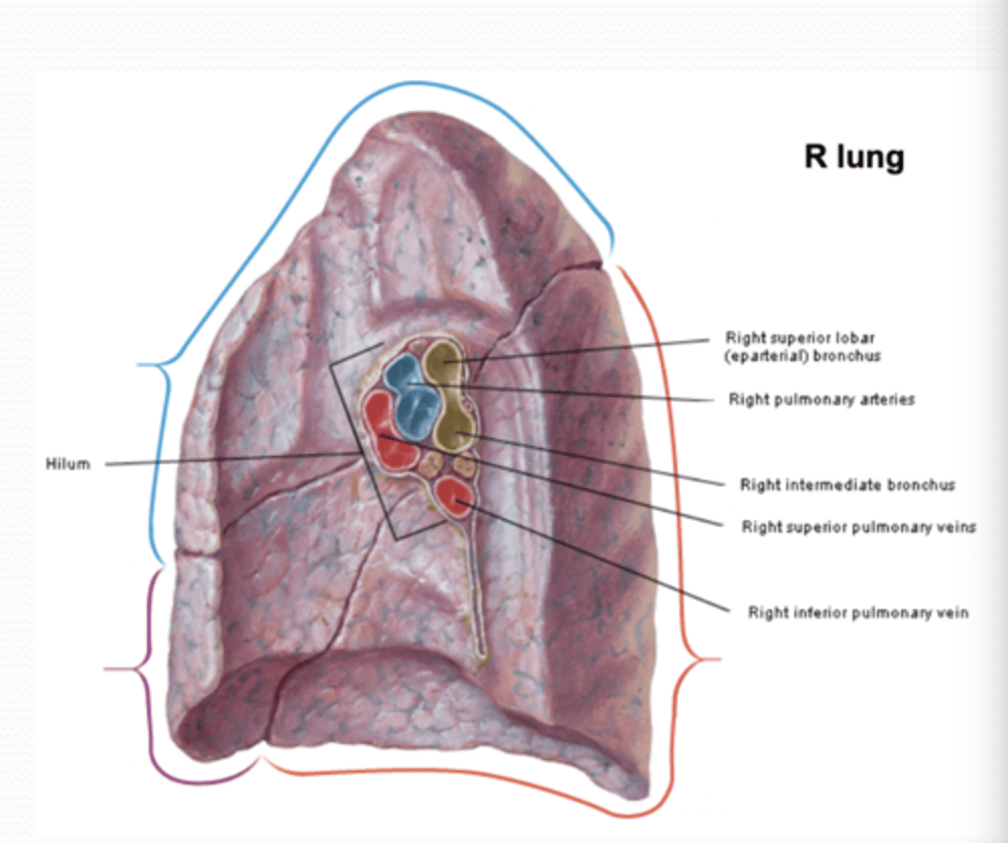 <p>Right Lung</p>