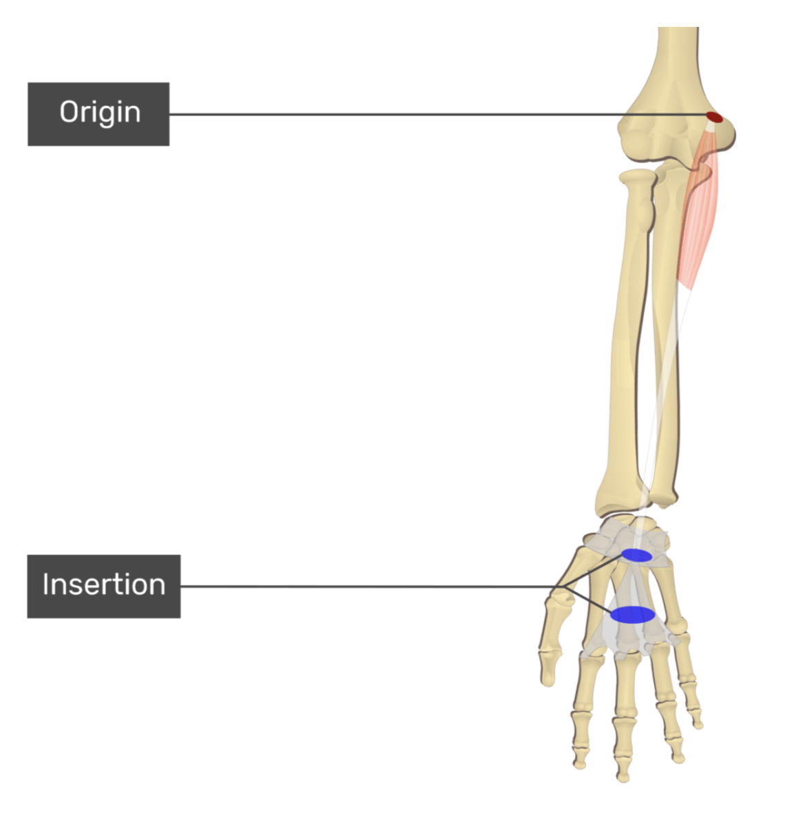 <p>palmaris longus</p>