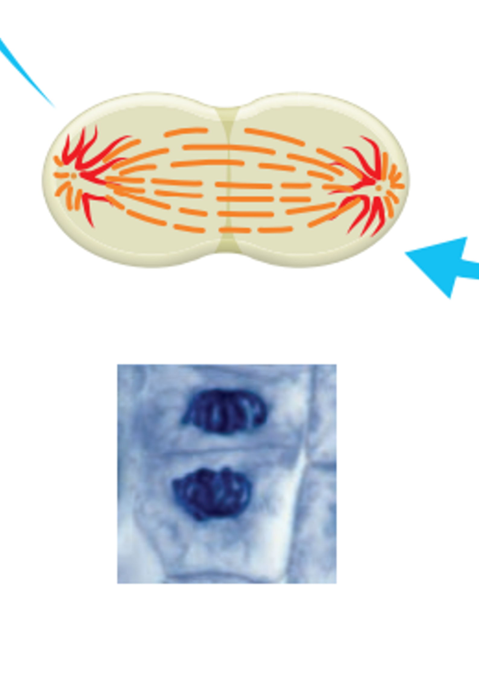 <p>The chromosomes begin to unravel and a new nuclear membrane forms around the DNA at seperate ends of the cells</p>