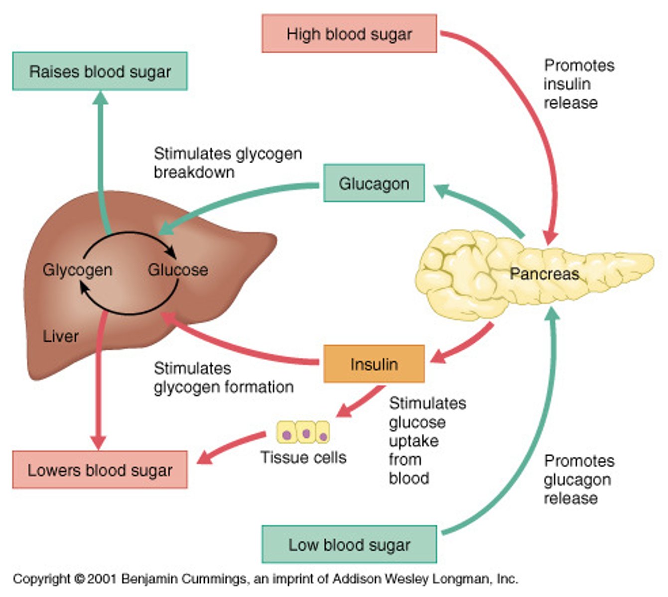 <p>Glucagon will stimulate:</p><p>- Gluconeogenesis</p><p>- Glycogenolysis</p><p>- Lipolysis</p>