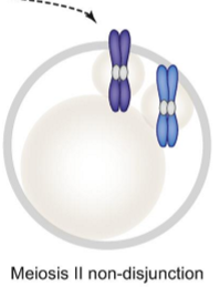 <p>One pair of sister chromatids didn’t separate like it should. So the two&nbsp;polar bodies that are present at the end of MII have all 4 chromatids and the ovum has no DNA at all. This happens have a normal meiosis I</p>