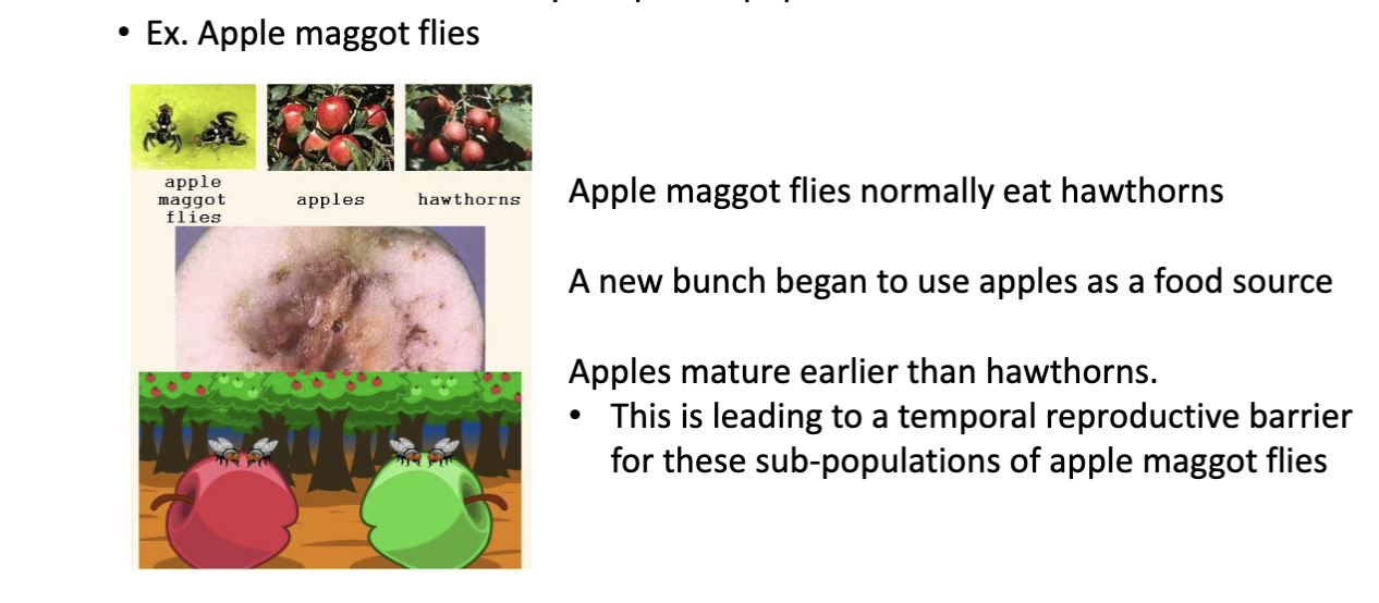 <ul><li><p>when a subpopulation of a speciess start to exploit a habitat or resourcee not used by the parent population</p></li><li><p></p></li></ul><p></p>