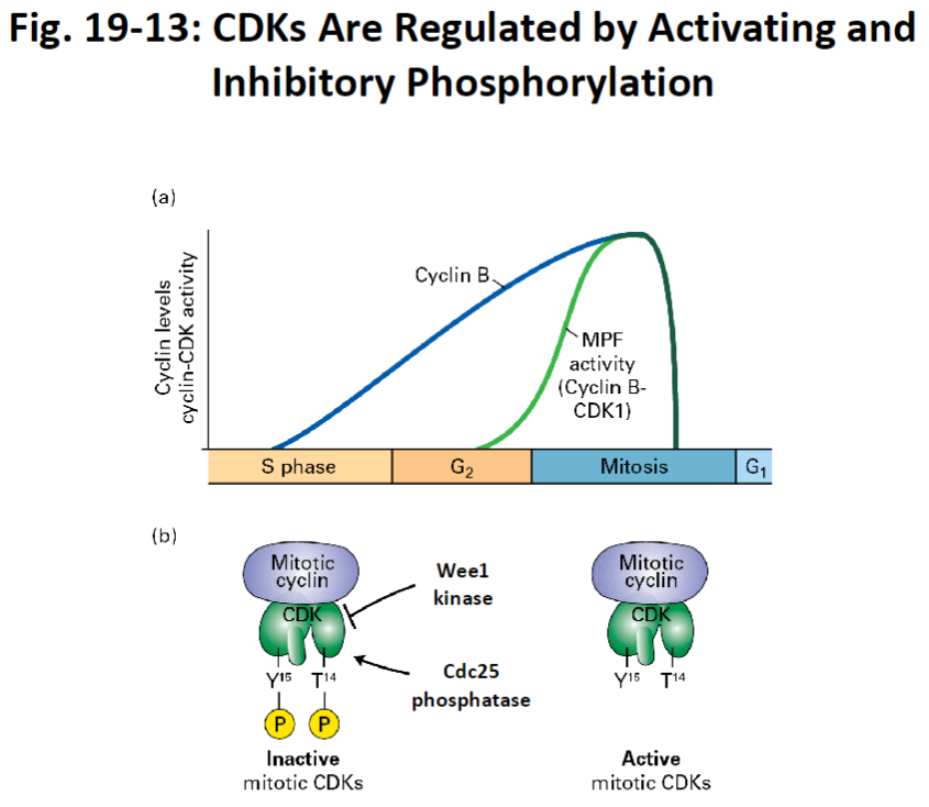 <p><strong>Wee1 Kinase</strong><br> Adds inhibitory phosphate groups to CDKs<br> Prevents premature entry into mitosis</p><p><strong>Cdc25 Phosphatase</strong><br> Removes inhibitory phosphate groups from CDKs<br> Activates mitotic CDKs so the cell can enter mitosis</p><p><strong>MPF (Maturation Promoting Factor)</strong><br> Cyclin B-CDK complex<br> Cyclin B is made in advance but only acts during mitosis<br> Dephosphorylation by Cdc25 allows MPF to become active and trigger mitosis</p>