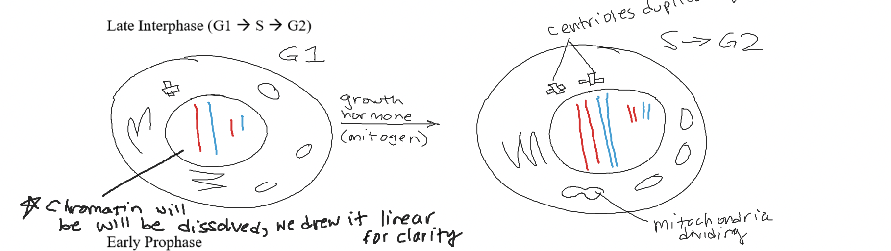 This is when chromatin replicates (chromatin is dissolved). 