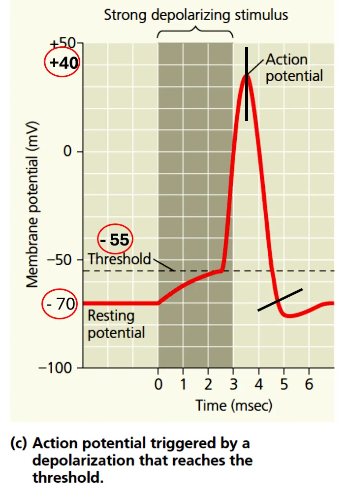 <ul><li><p>Depolarisation phase</p><ul><li><p>membrane potential increases from –70 mV to +40 mV (due to Na+ moving IN)</p></li></ul></li><li><p>Repolarisation phase</p><ul><li><p>membrane potential returns to its resting level of –70 mV from +40 mV (due to K+ moving OUT)</p></li></ul></li><li><p>Refractory period (Hyperpolarization)</p><ul><li><p>membrane potential is transiently more negative than the resting potential. The membrane is said to be hyperpolarised (due to more K+ moving OUT)</p></li></ul></li></ul><p></p>