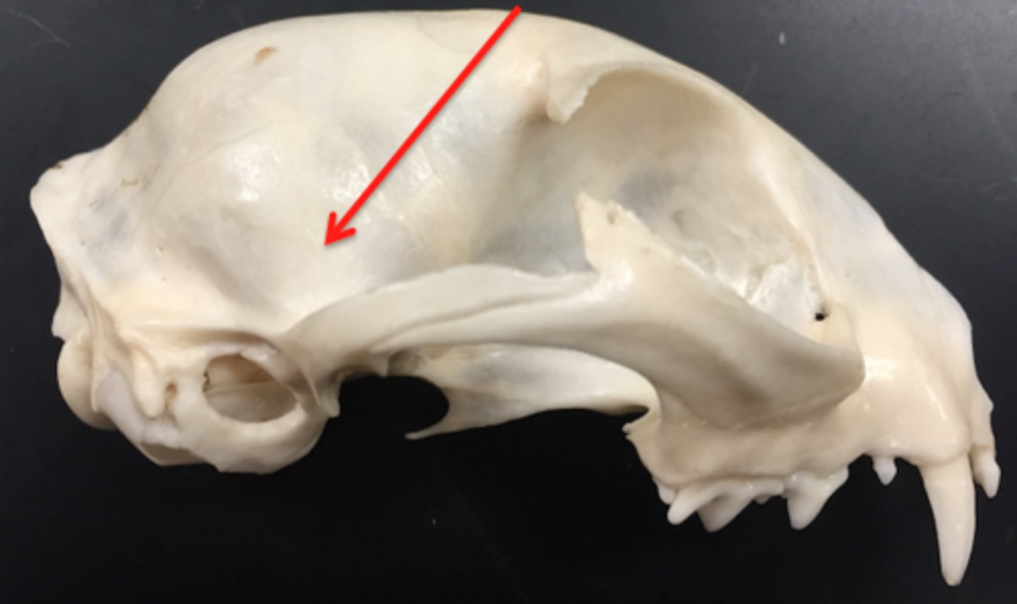 <p>paired bones that form the sides of the head in the ear region, forms portion of zygomatic arch. below parietal bone. forms TMJ</p>