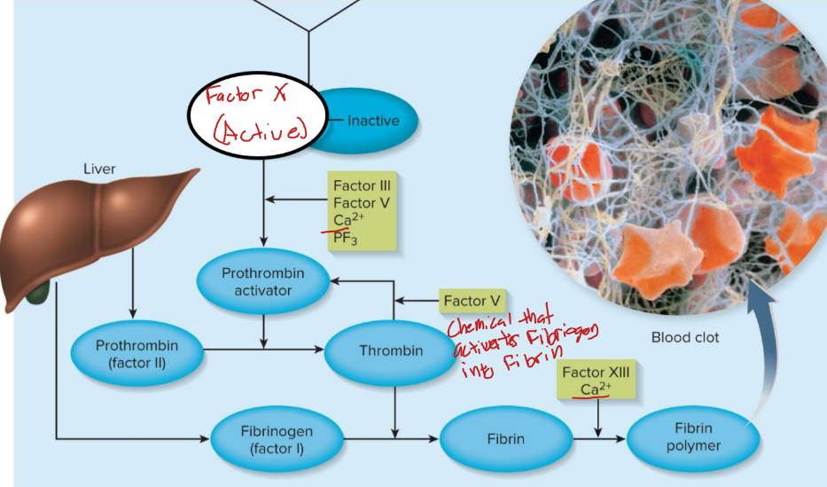 <p>factor X activates thrombin to convert fibrinogen to fibrin which is crossed linked by XIII</p>