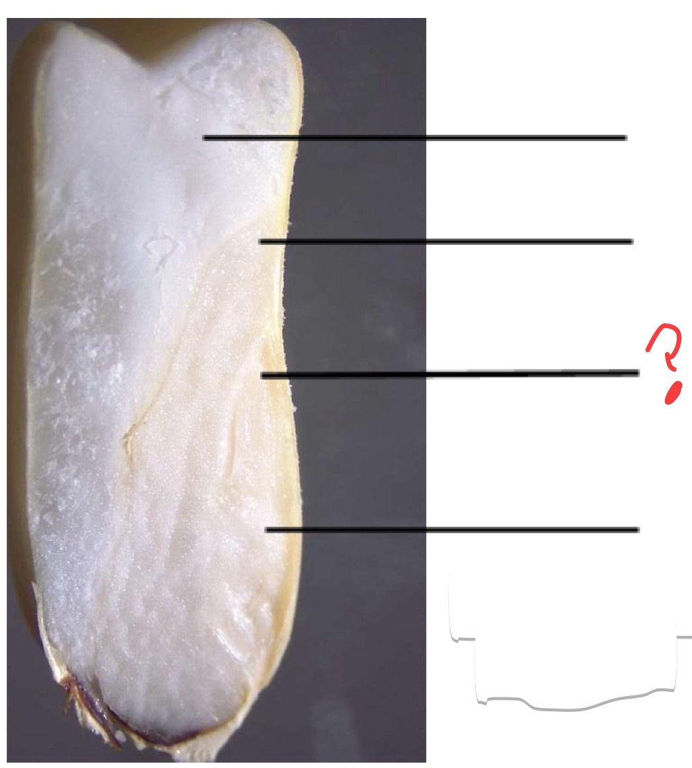 <p>What is this seed structure ? And which organs of the mature plant arise from these embryonic parts (if any do)?</p>