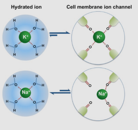 <ul><li><p>it is an ion surrounded by a shell of water molecules, when in water </p></li><li><p>Ion channel selectivity filters are design de to replace the hydration shell of a specific ion</p></li><li><p>K+ ions are comfortable when surrounded by water and when they pass through the por of a potassium ion channel </p></li><li><p>Unhydrated Na+ ions are to small to fit comfortably in the pore of a potassium ion channel and are too big to fit when they have their hydration shell</p></li></ul><p></p>