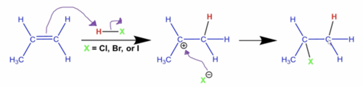 <p>-halogen always goes on the carbon with fewer H's and the hydrogen always goes on the carbon with more H's on it</p><p>-the H goes on the carbon with more H's because secondary carbocation intermediates are more stable</p>
