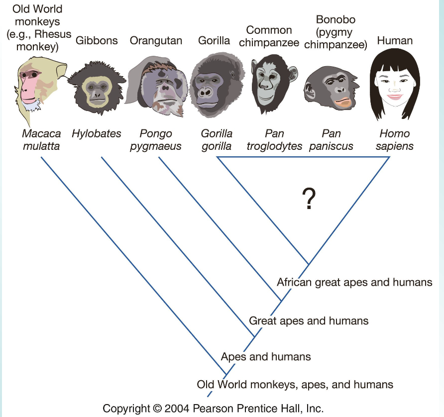 <p>Humans belong to the same clade as </p>