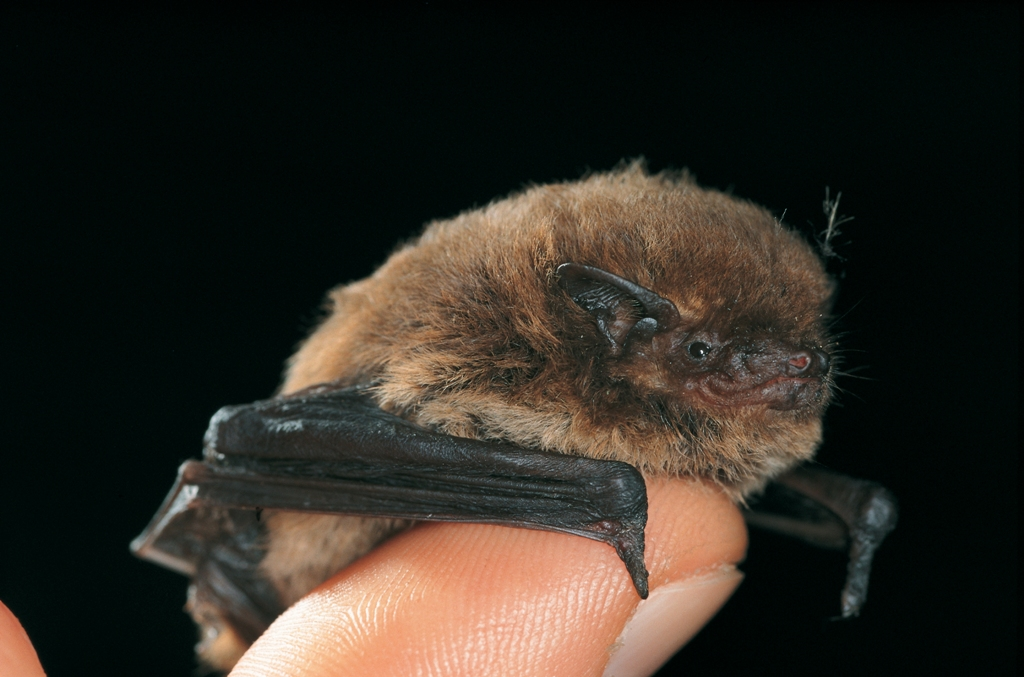 <p>Zwergfledermaus </p>