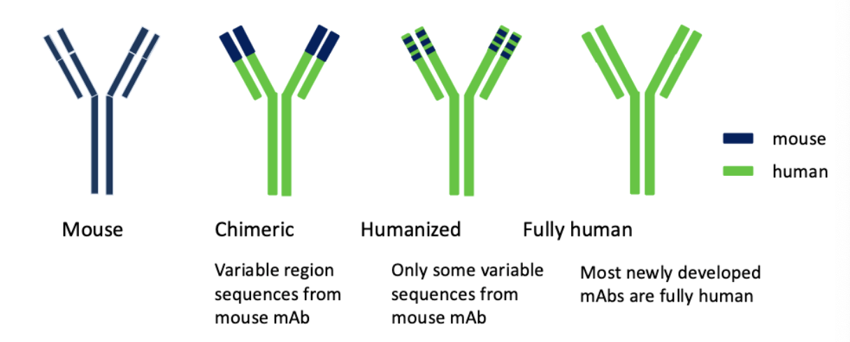 <p>often engineered as chimeric or humanized antibodies to reduce immunogenicity</p>