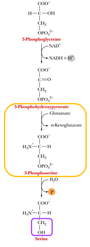<p>Serine converts to?</p>