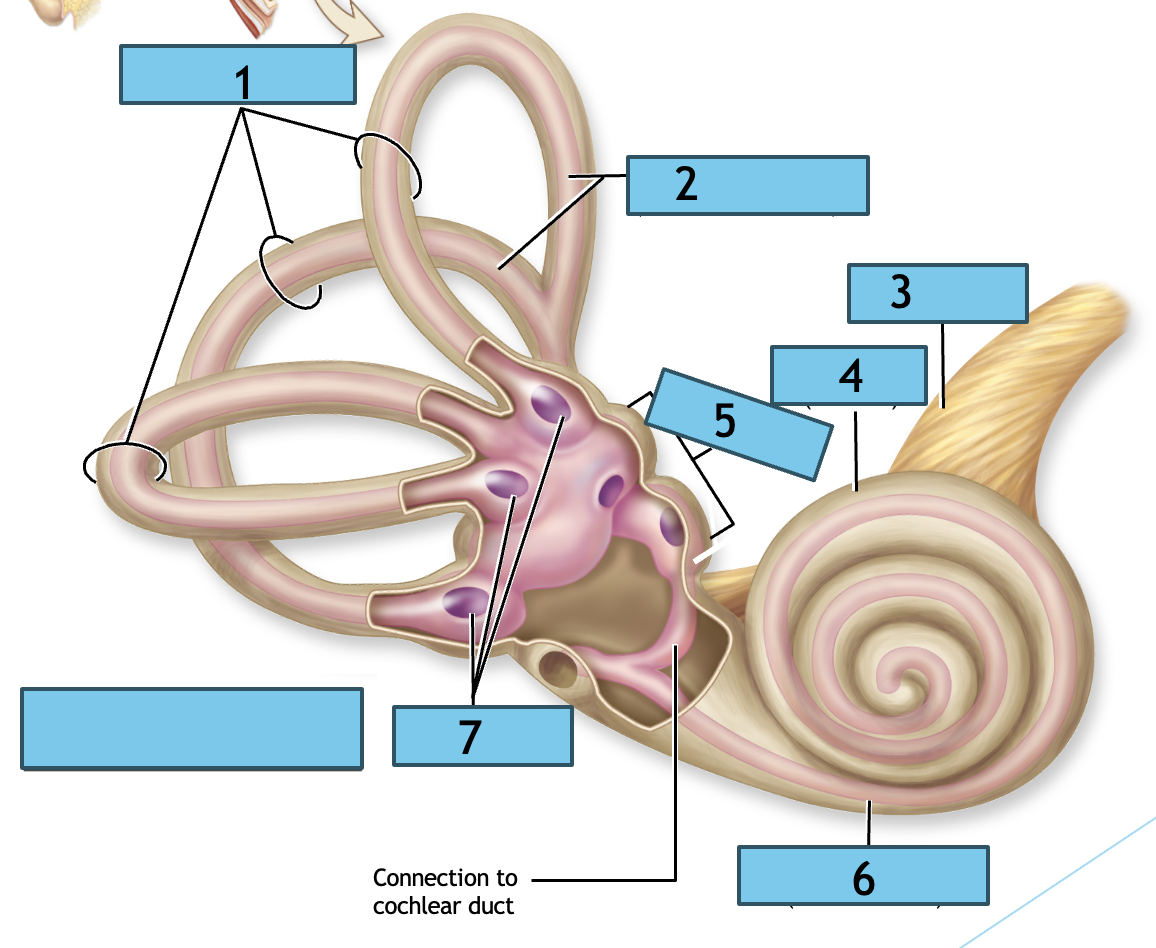<p>what labyrinth type is the tan?</p>