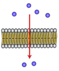 <p>how does simple diffusion work?</p>