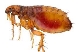 Order of fleas