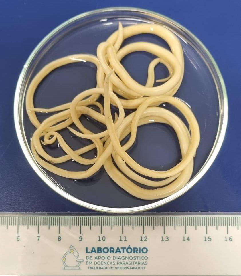 <p>Kmeň: Nematoda (hlístovce)</p>