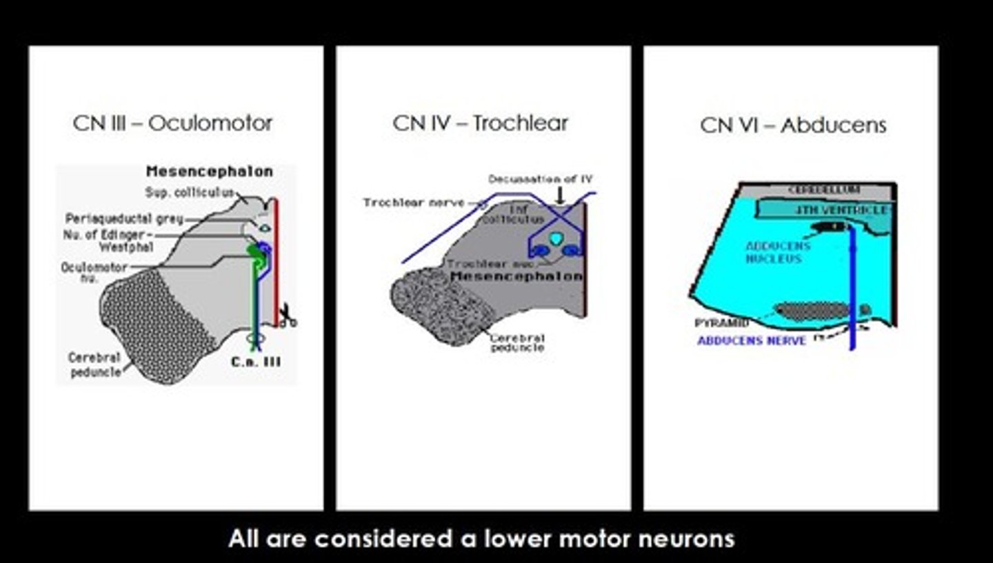 <p>An ascending tract that carries fibers from the vestibular nuclei to the lower motor neurons of cranial nerves III, IV, and VI.</p>