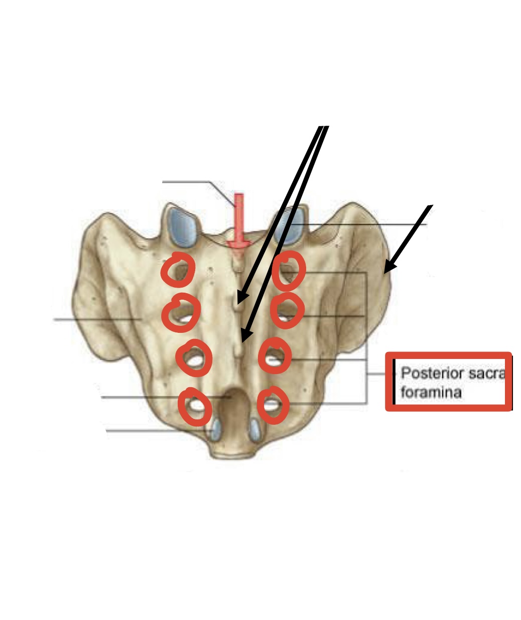 <p><span><span>Posterior sacral foramina</span></span></p>