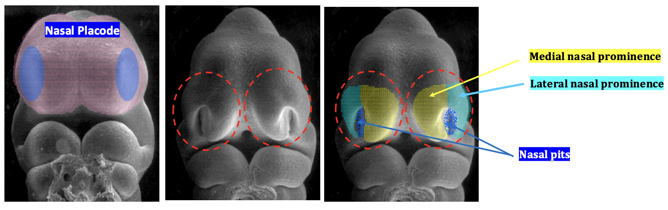 <ul><li><p>lateral nasal prominence</p></li><li><p>medial nasal prominence</p></li></ul><p></p>