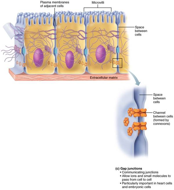 <p>communicating junctions that allow ions/small molecules to pass from cell to cell (important in heart and embryonic cells)</p>
