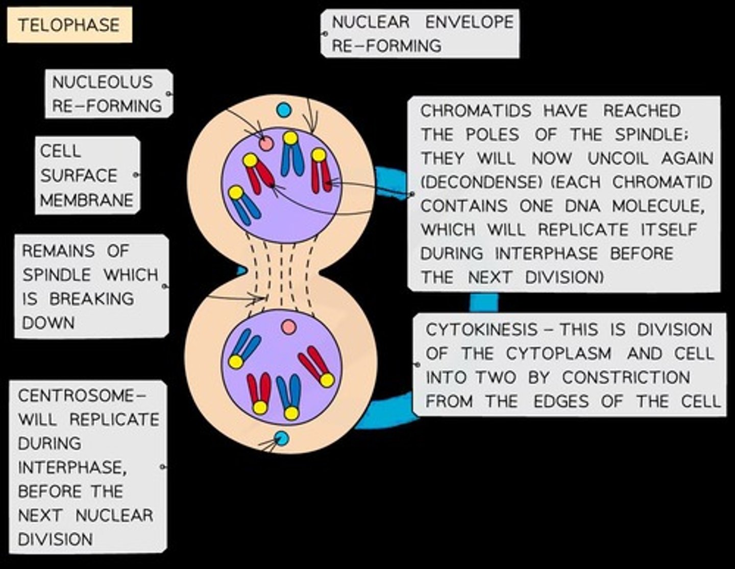 <p>Nuclear envelopes reform around the separated sister chromatids, now individual nuclei.</p>