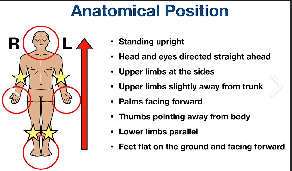 <p>Standard anatomical position </p>